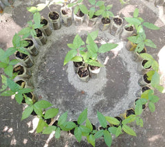 MayaMunay cocoa tree sponsorship