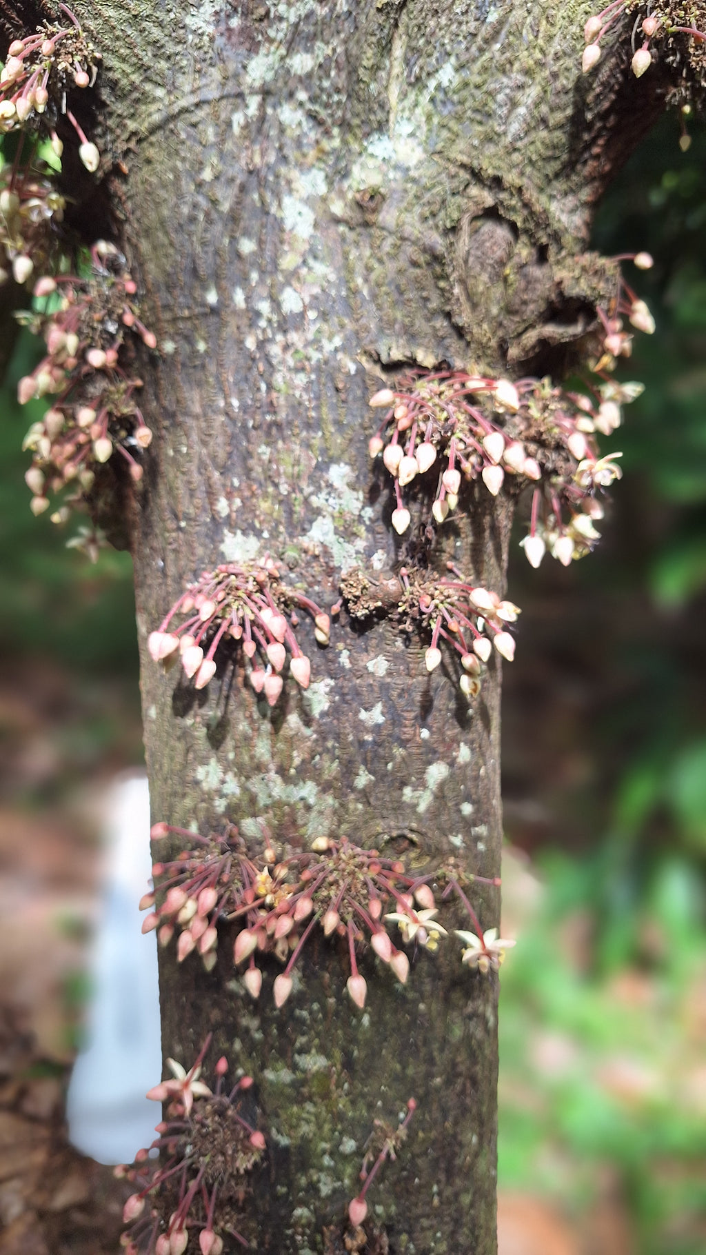 Mayamunay Double Pack Bundle