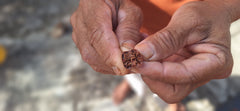 Cocoa drops Kukulkan (Sur del Lago)