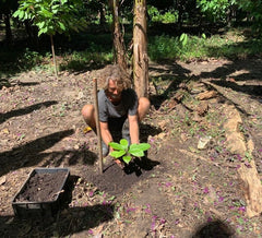 MayaMunay cocoa tree sponsorship