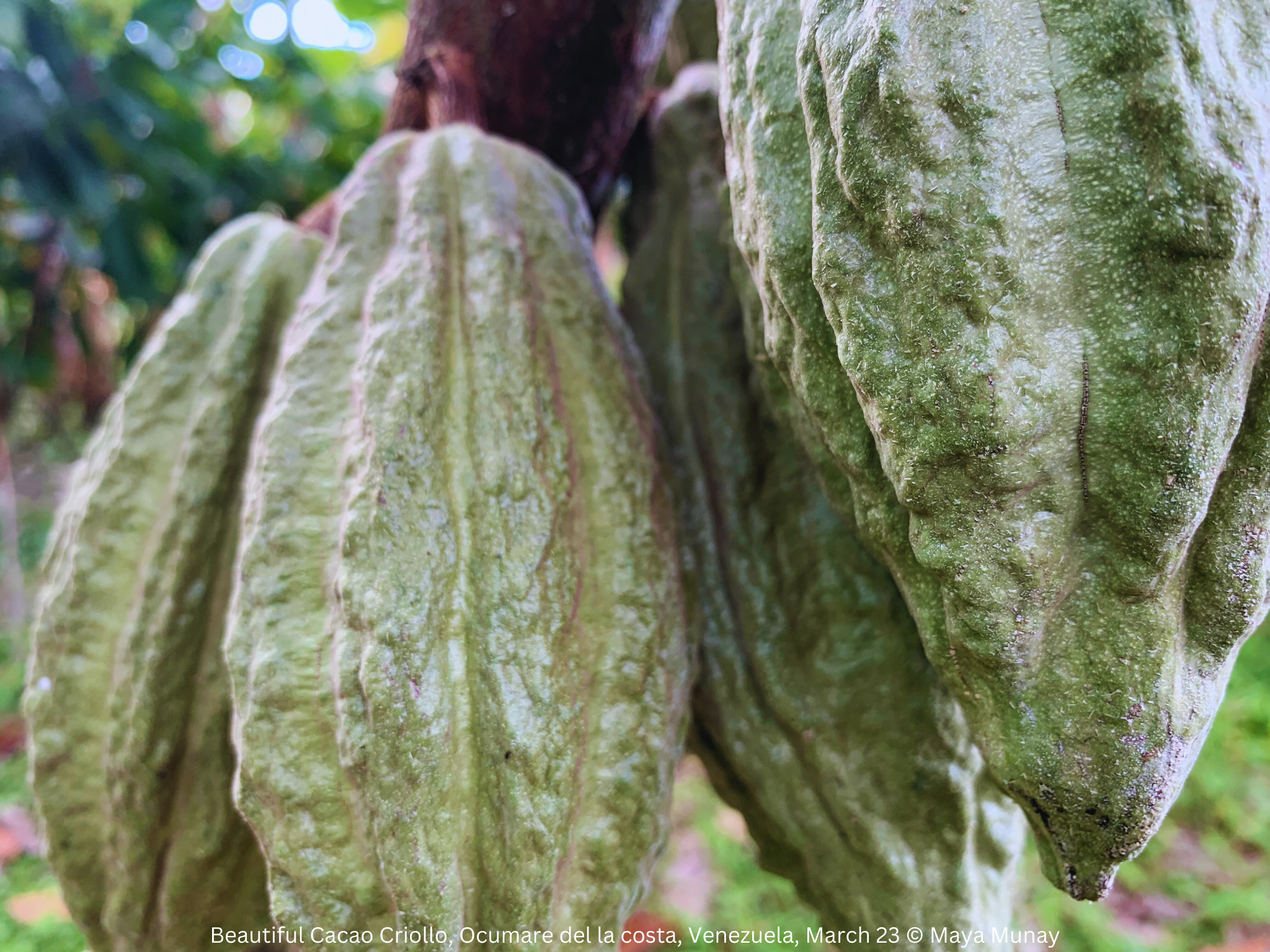 Kakaomasse Bruchstücke ALOHA
