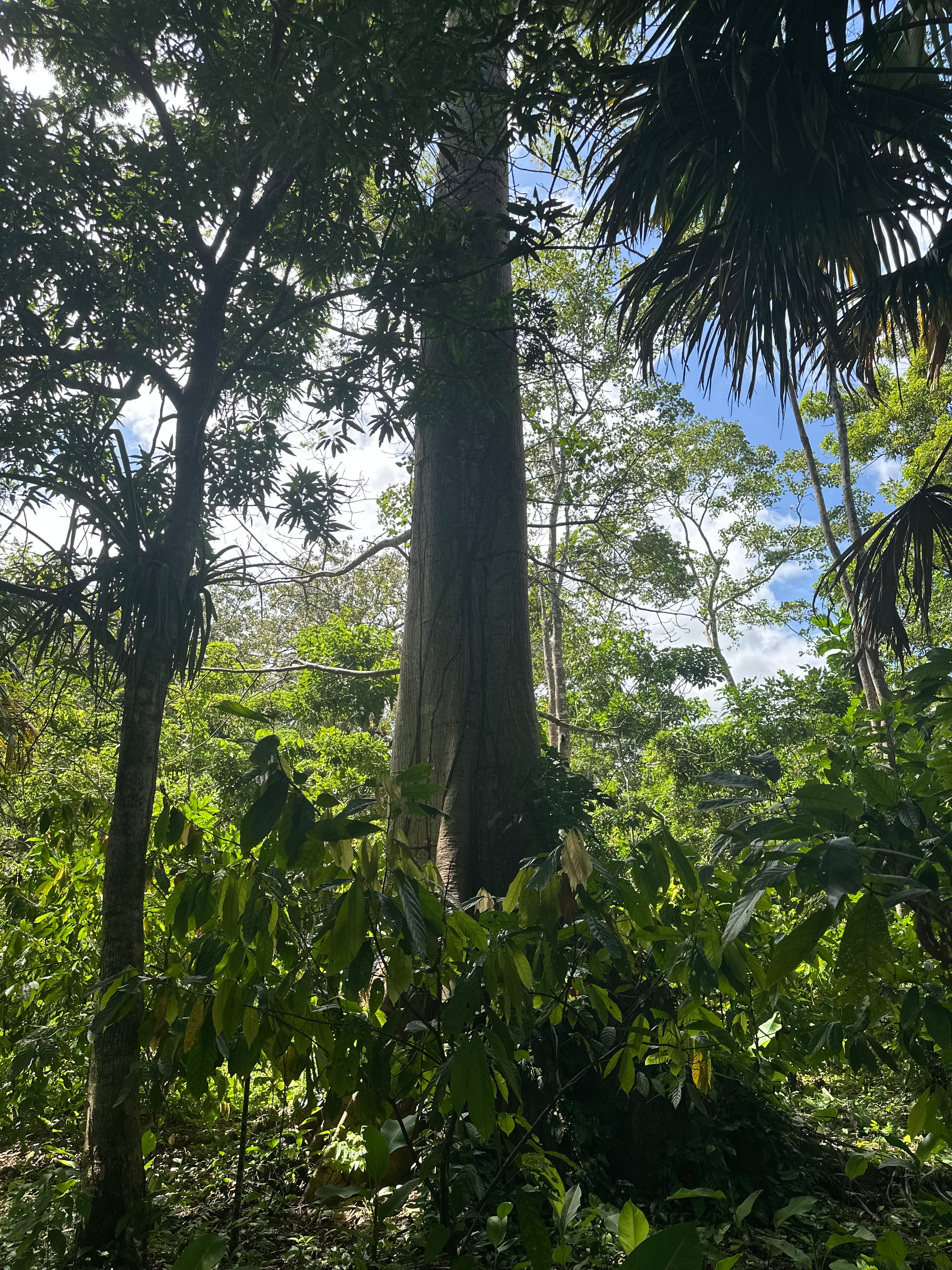 Caripito_Hacienda_Maya_Munay_-_Riesenbaeume