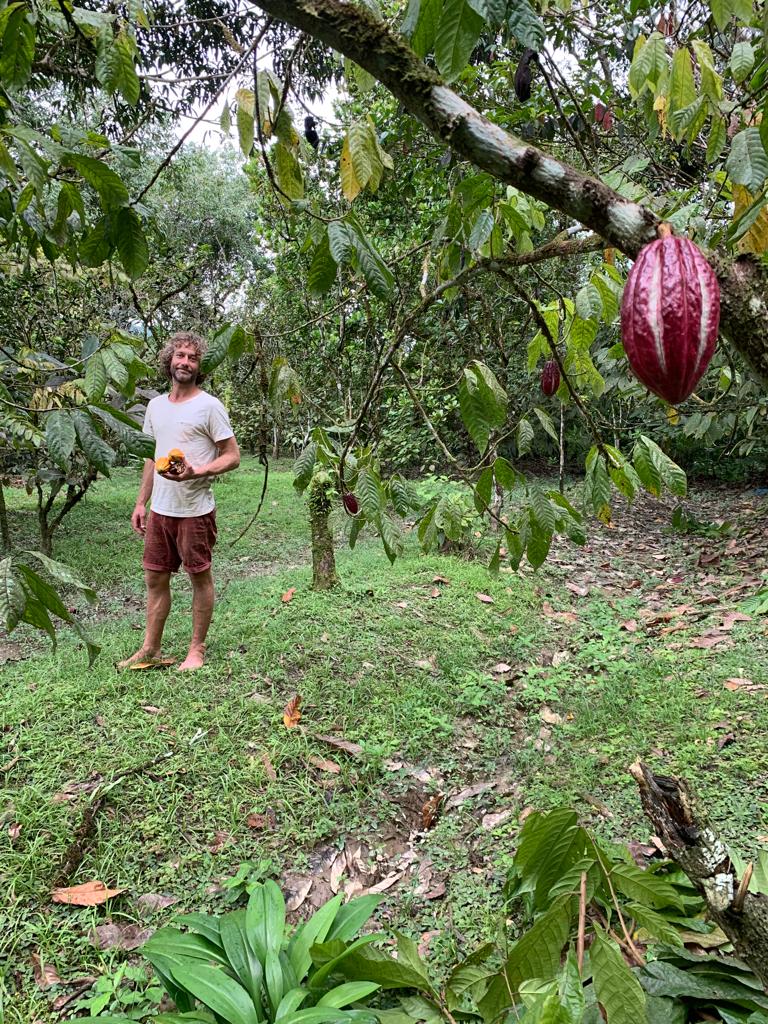 pegatina de colibrí 