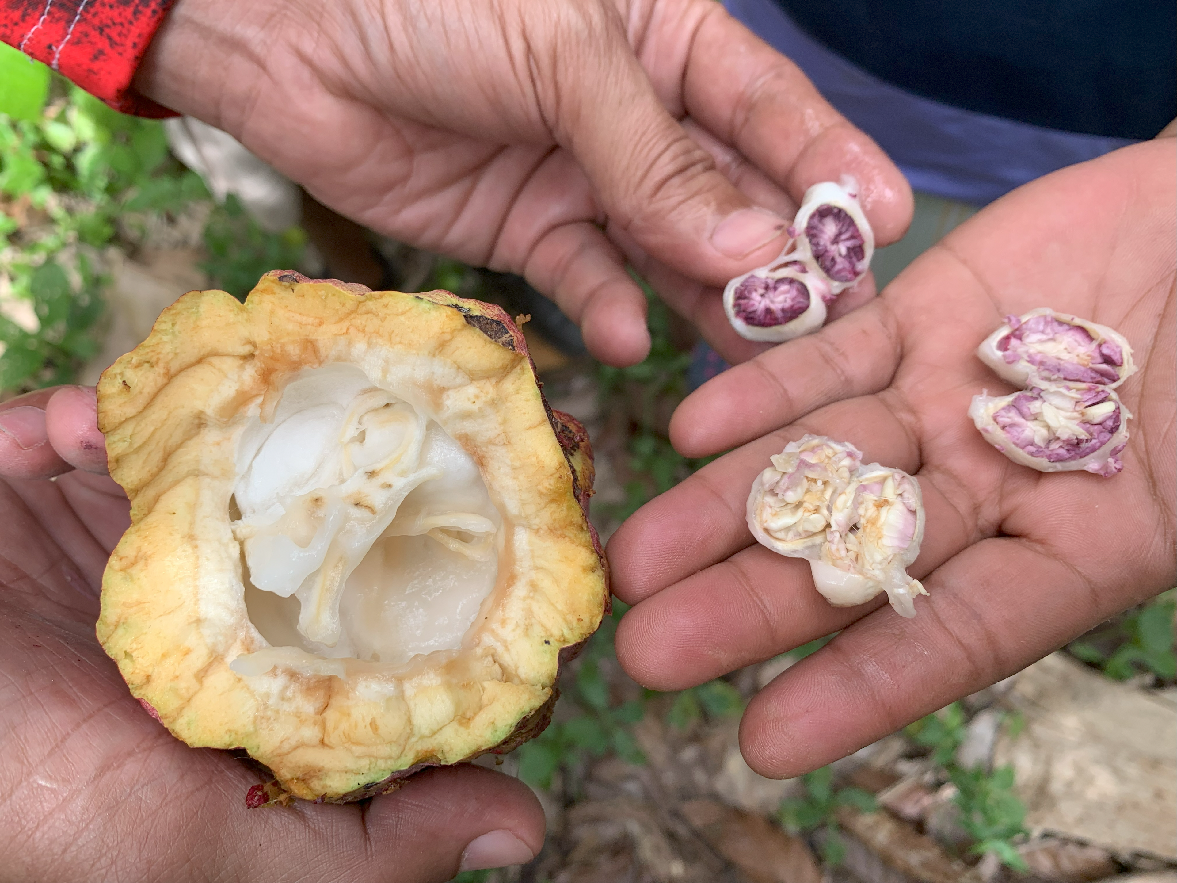 Kakaomasse Bruchstücke ALOHA