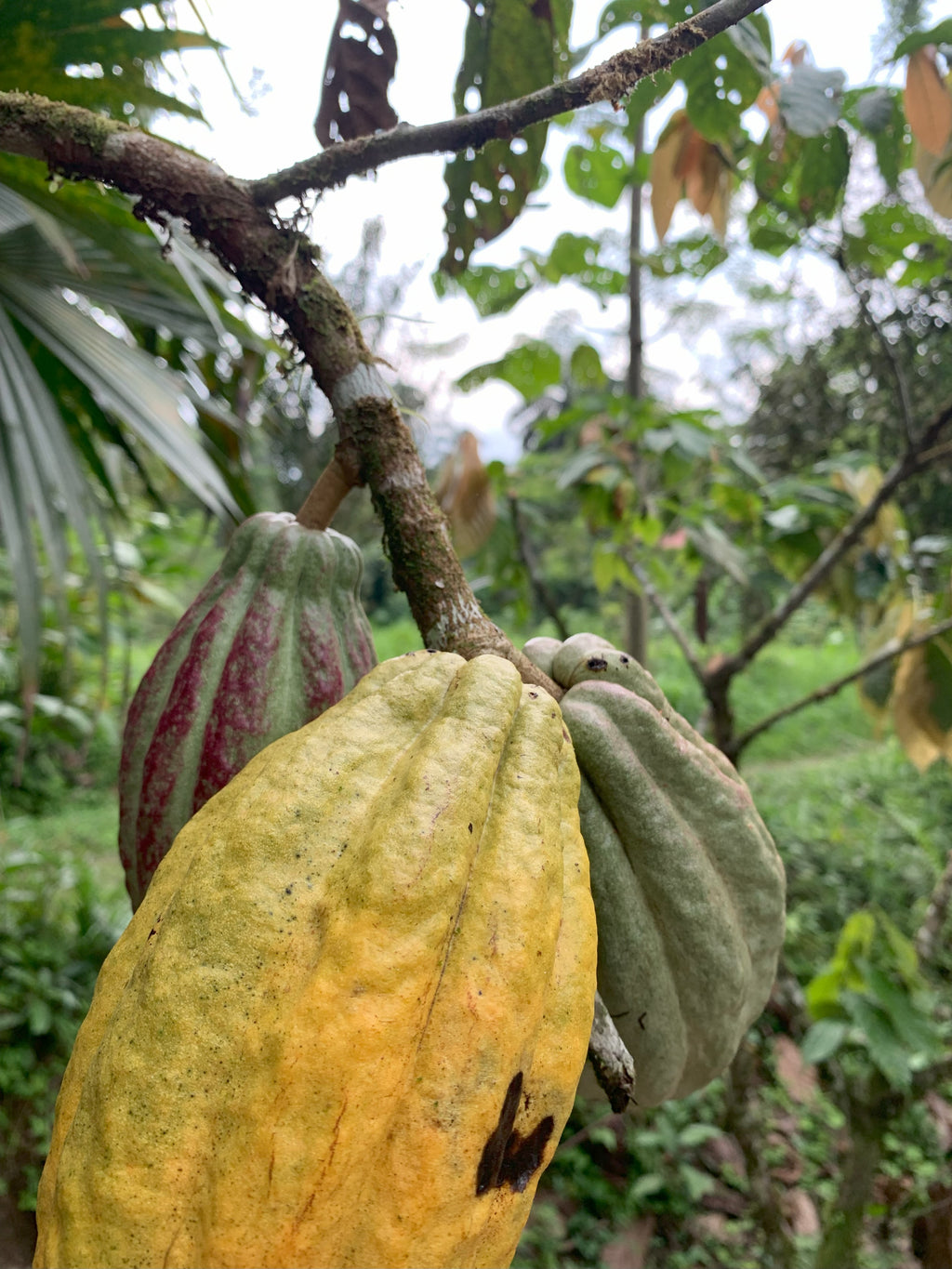 Kakaofrucht_MayaMunay_Macuro