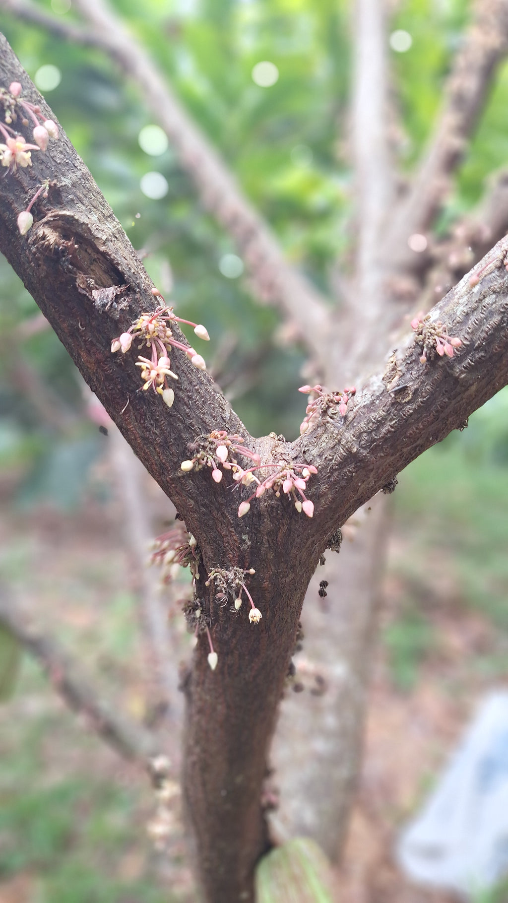 Mayamunay Taste Bundle