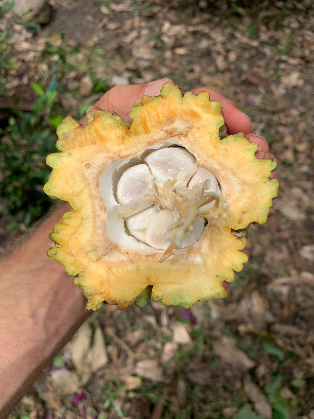 Kakaodrops Kukulkan (Sur del Lago)