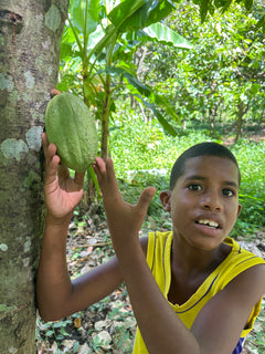 MayaMunay cocoa tree sponsorship