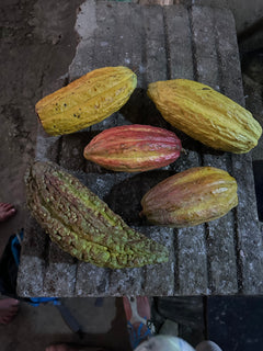 MayaMunay cocoa tree sponsorship