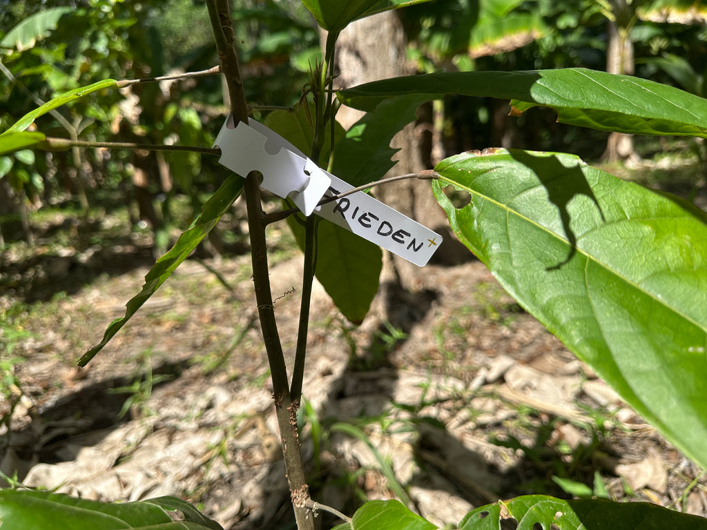 Mayamunay Kakao Baumpatenschaft