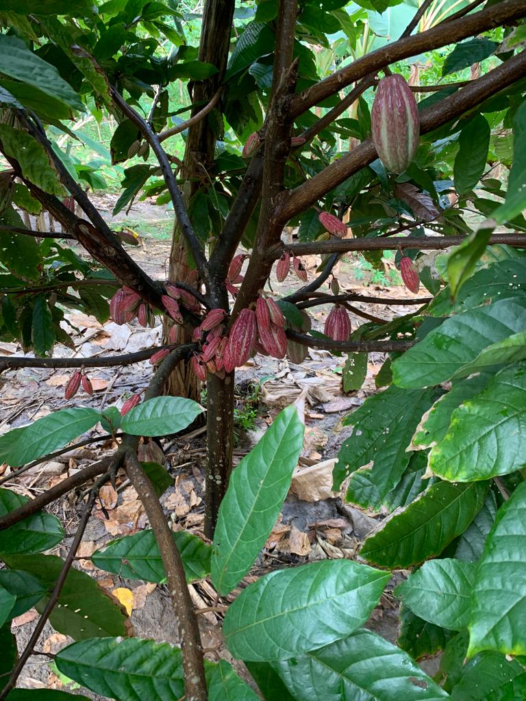 Mayamunay Taste Bundle