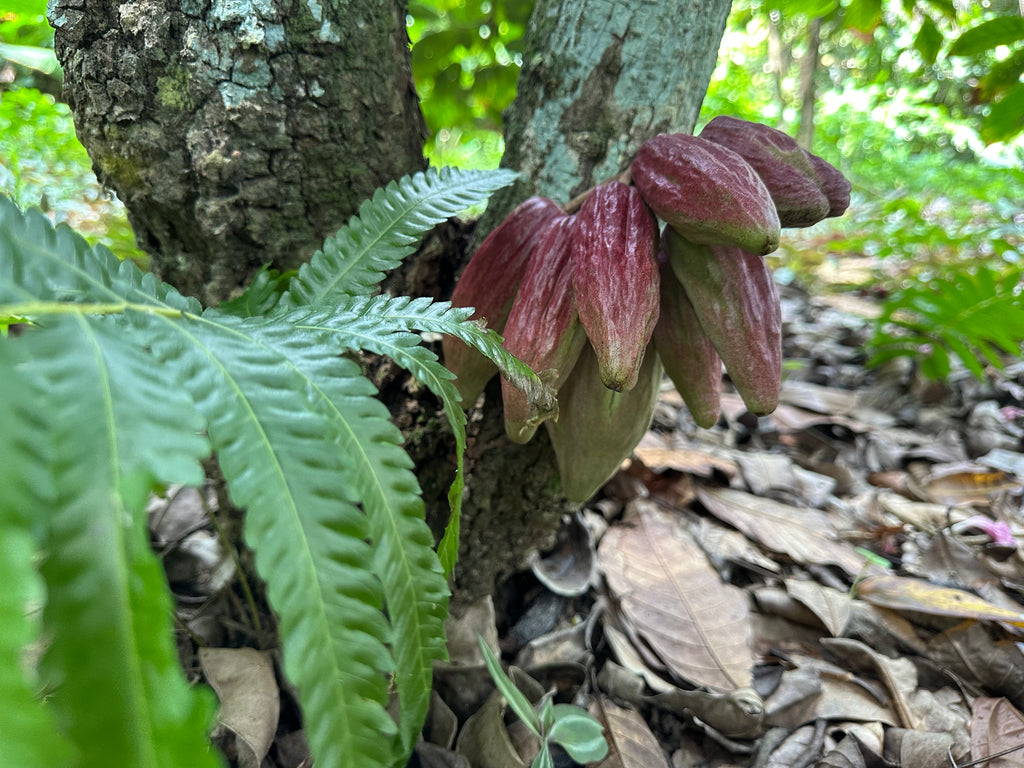 Masa de cacao Maya Munay 1 kg