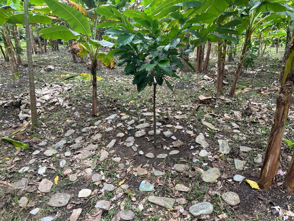 Mayamunay Tree of Connection Bundle