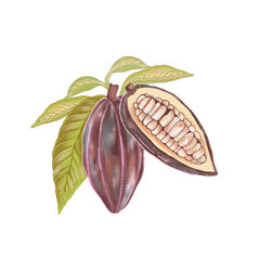 Mayamunay_Cacaobean_01