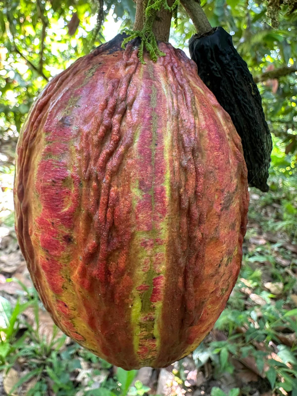 Mayamunay_Cacaofruit_01