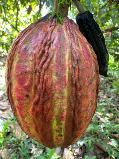 Mayamunay_Cacaofruit_01