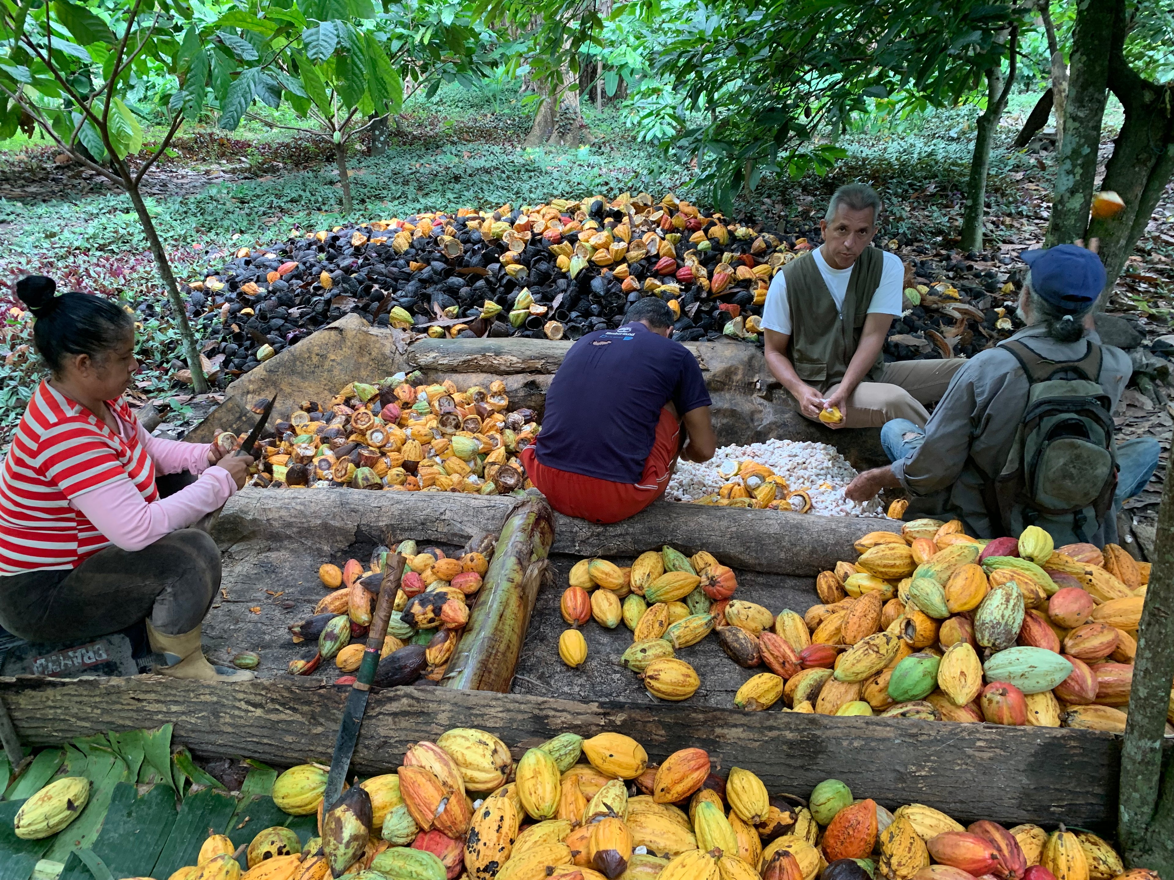 Mayamunay_ernte_macuro