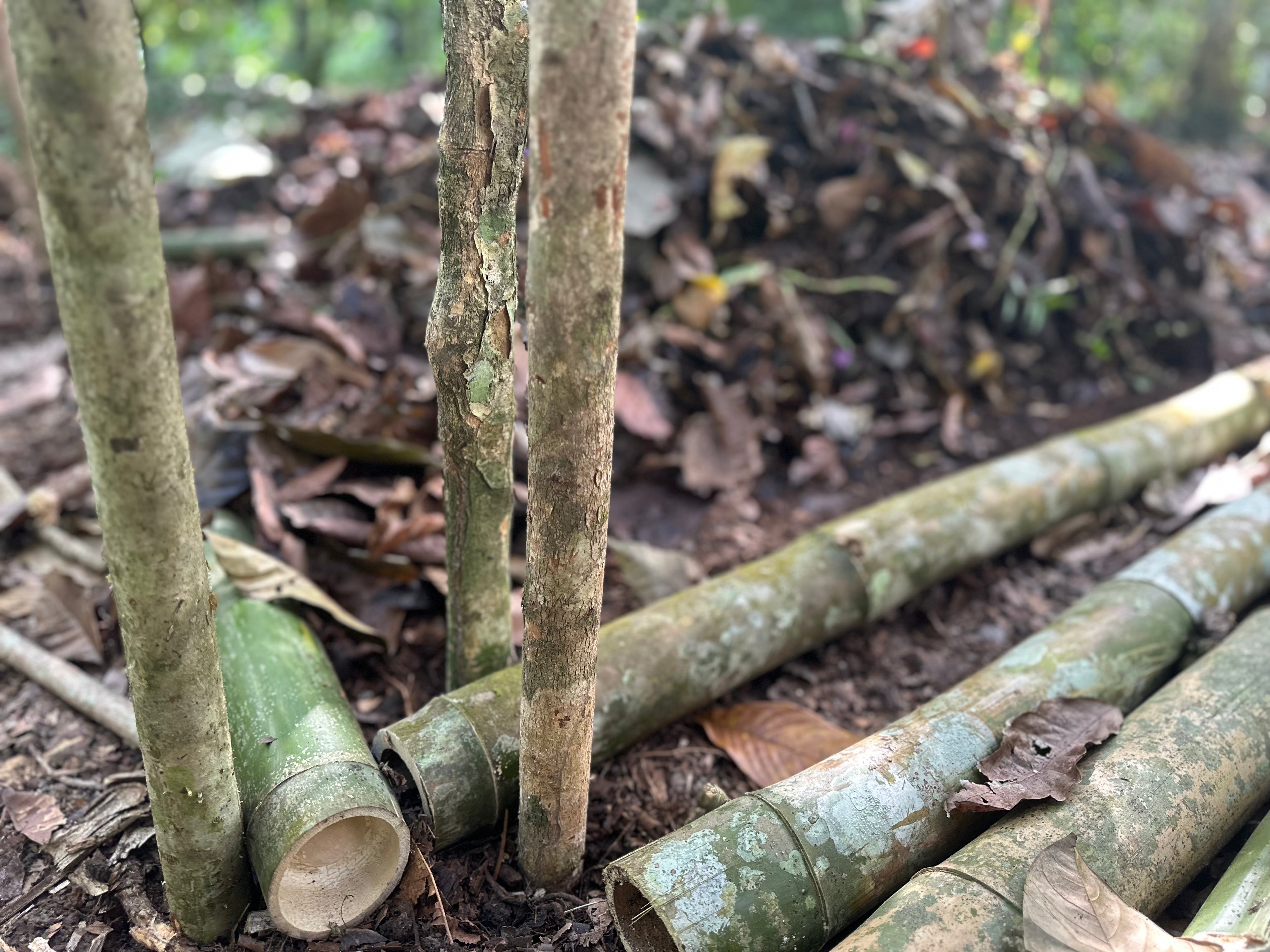 Mayamunay_kompost_caripito