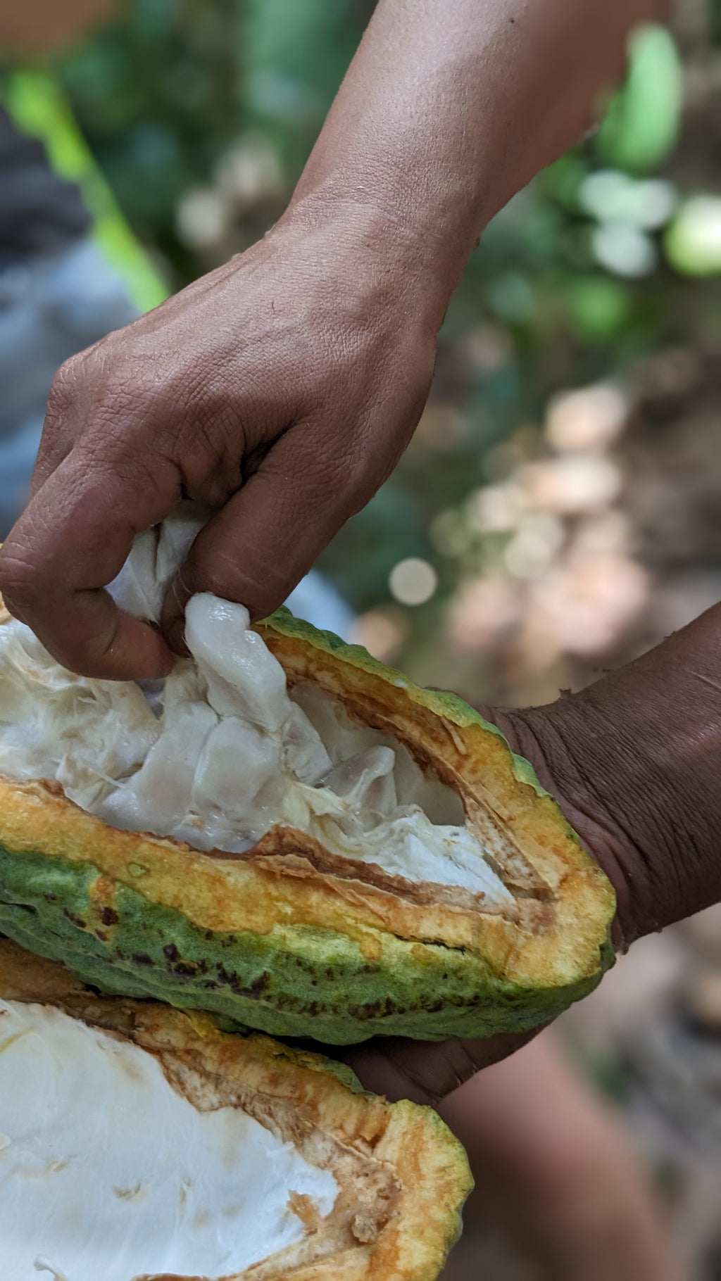 Kakaomasse Bruchstücke ALOHA