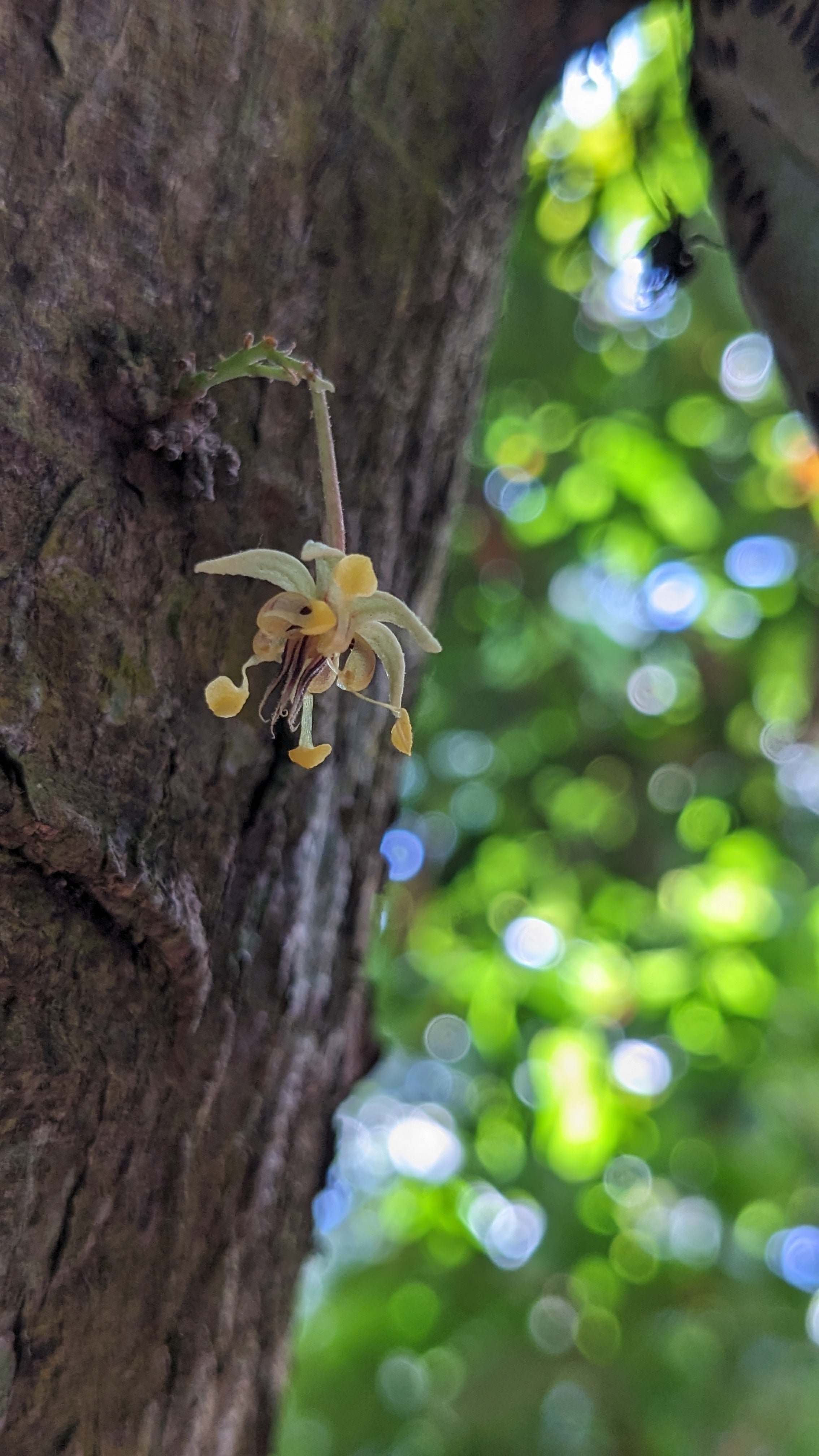 Masa de cacao Maya Munay 1 kg