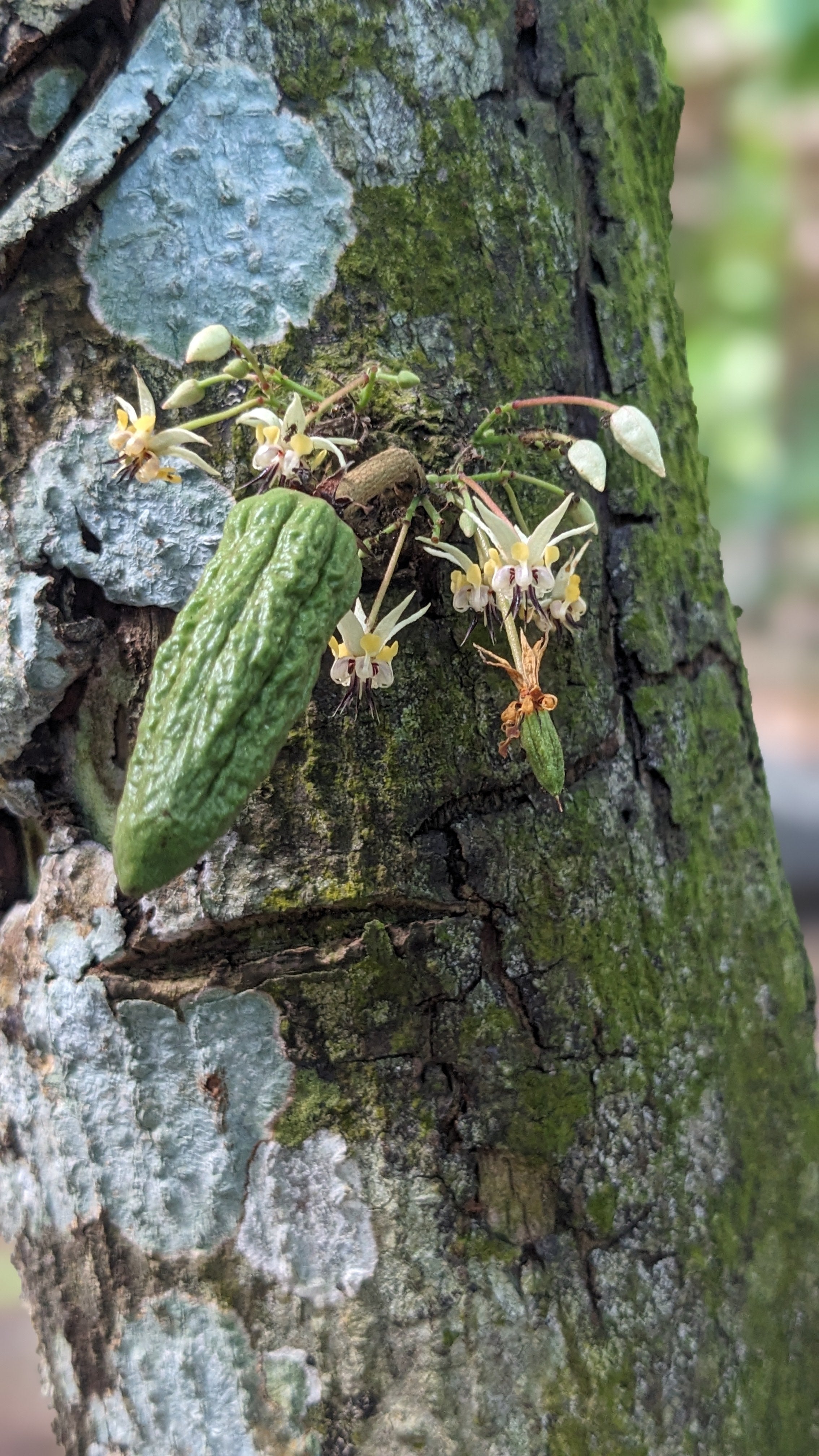 Brújula Anual Mayamunay