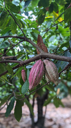 Cocoa drops Kukulkan (Sur del Lago)