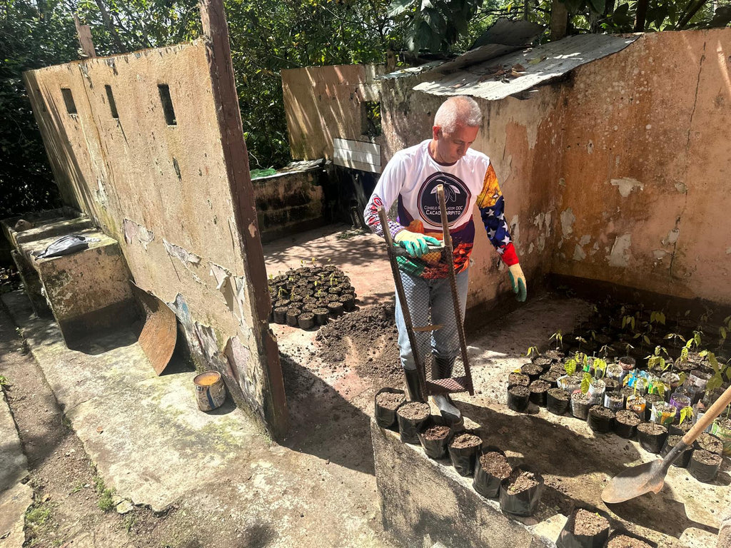 Setzlinge_Kakao_MayaMunay