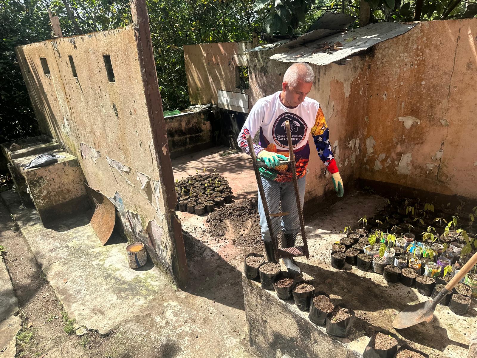 Setzlinge_Kakao_MayaMunay