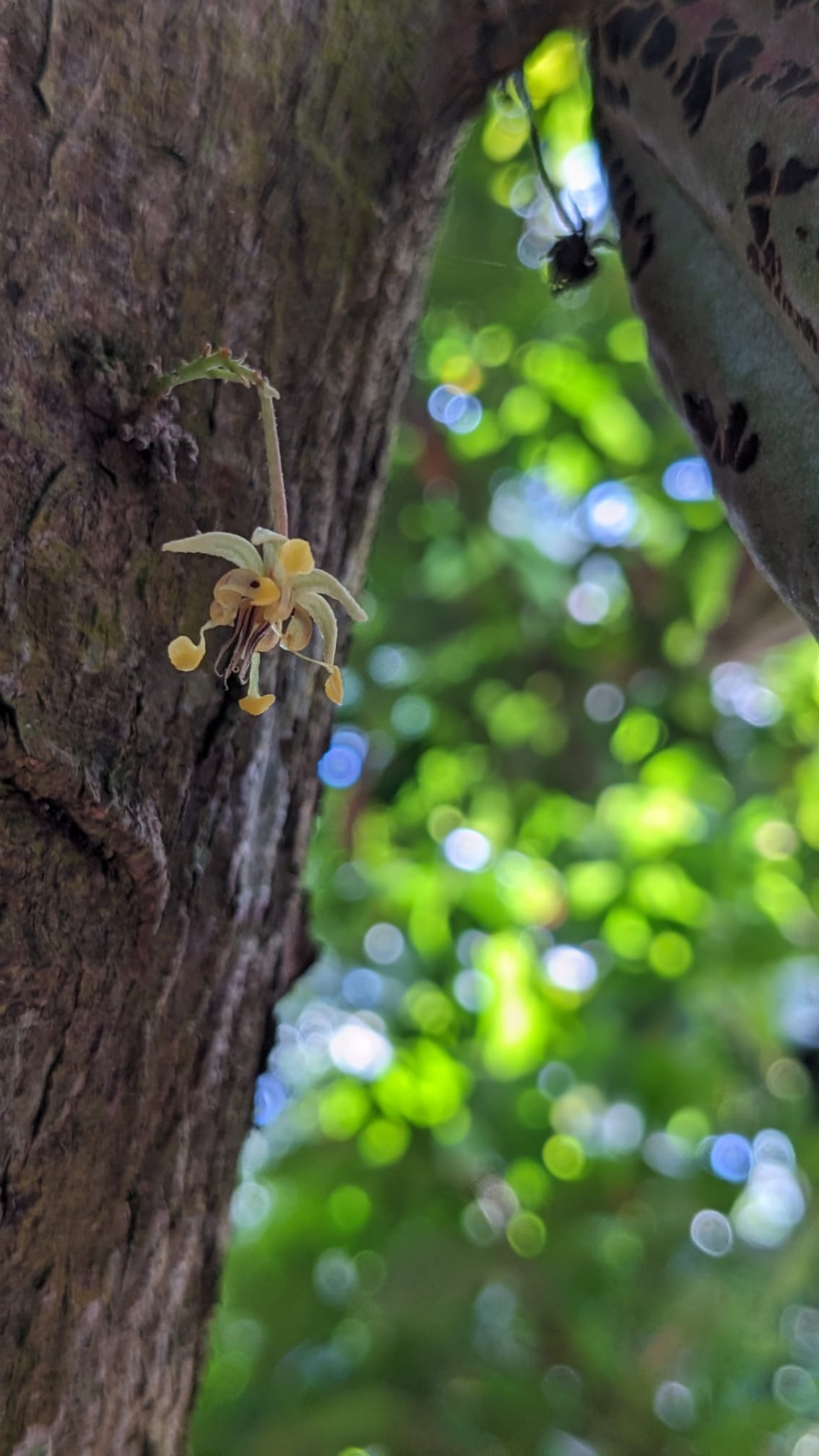 Open Heart Bundle mit Kukulkan