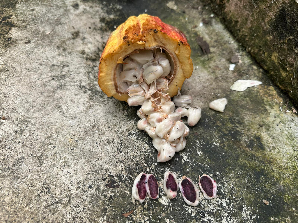 Mayamunay Taste Bundle