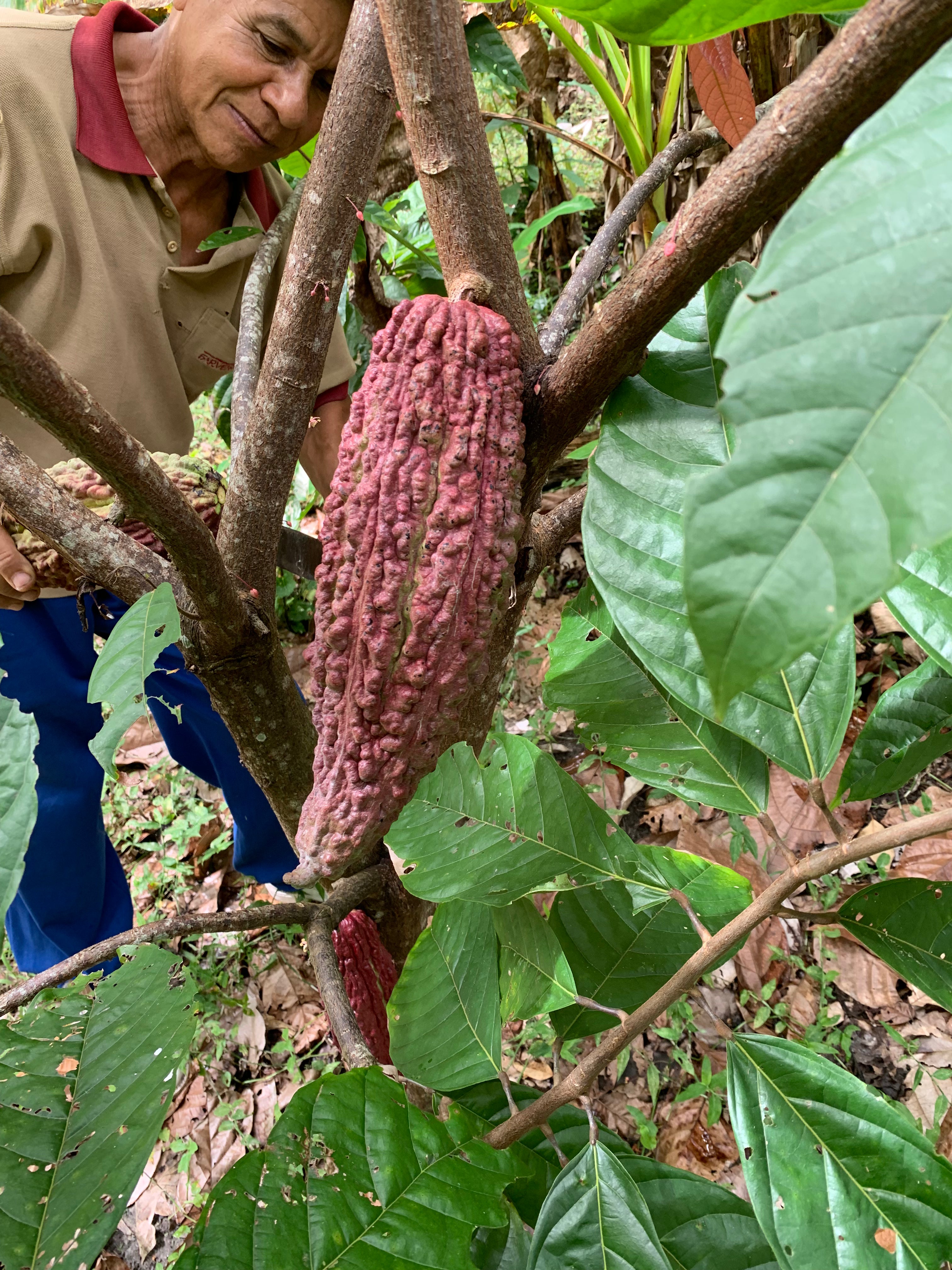 Kakaodrops Kukulkan (Sur del Lago)